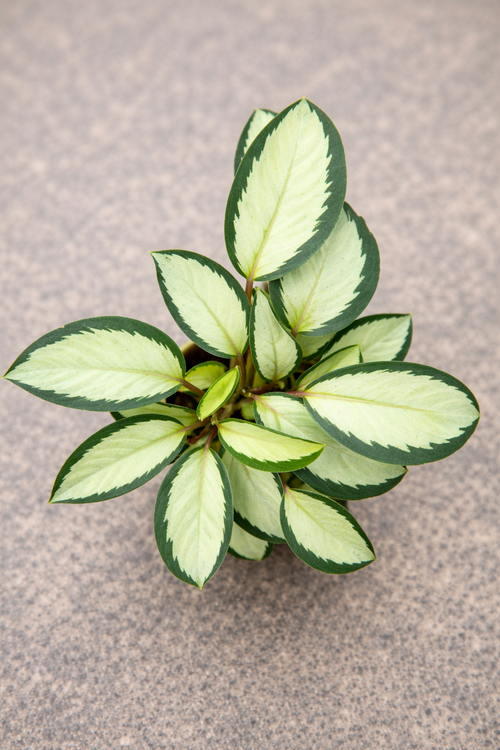 Calathea Picturata Argentea - AroidHouse
