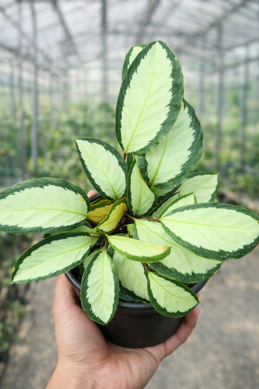 Calathea Picturata Argentea - AroidHouse