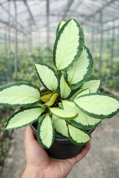 Calathea Picturata Argentea - AroidHouse