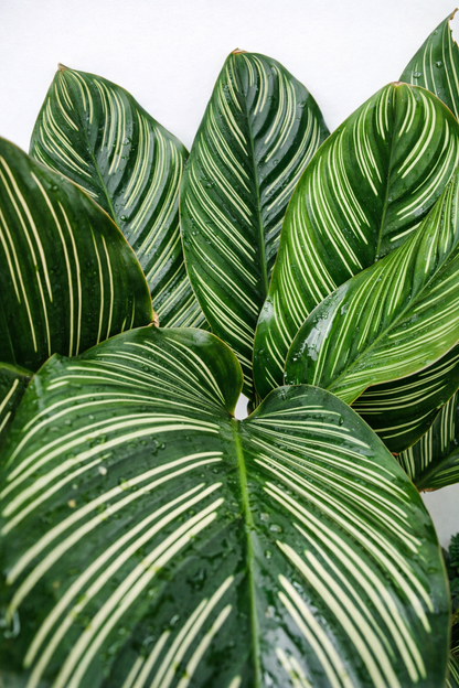 Calathea Ornata - AroidHouse