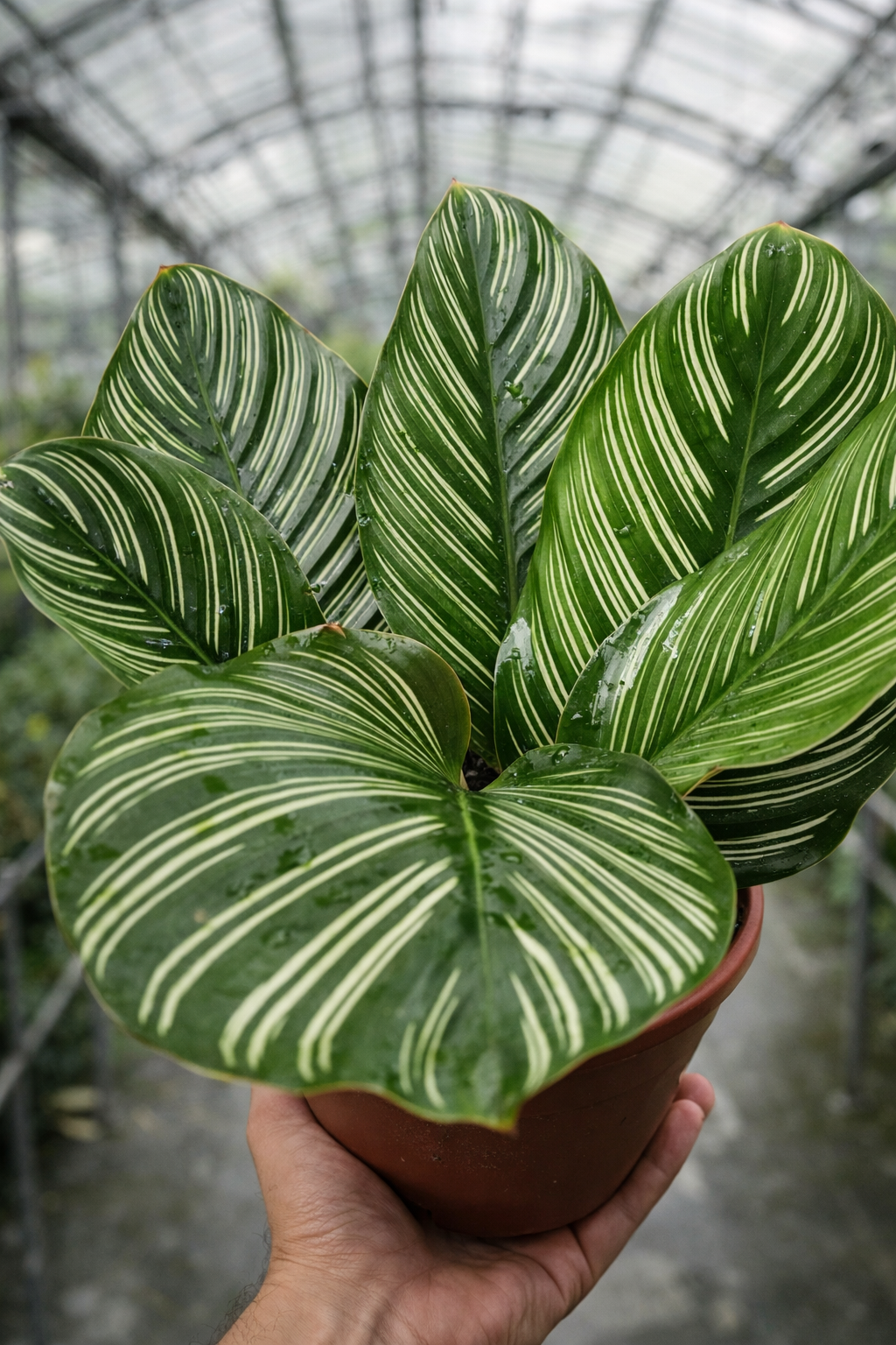 Calathea Ornata - AroidHouse