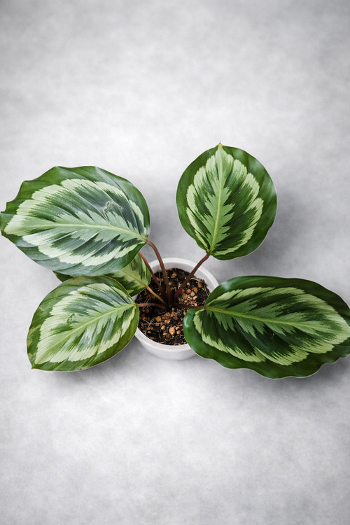 Calathea Misty - AroidHouse