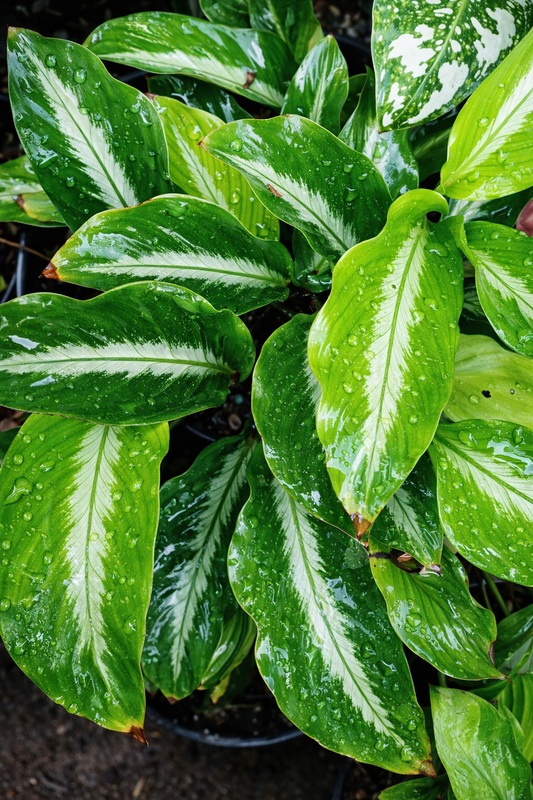 Calathea Micans Silver Stripe - AroidHouse