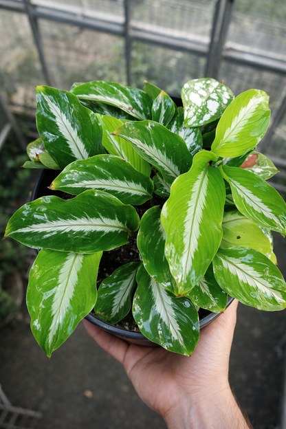 Calathea Micans Silver Stripe - AroidHouse