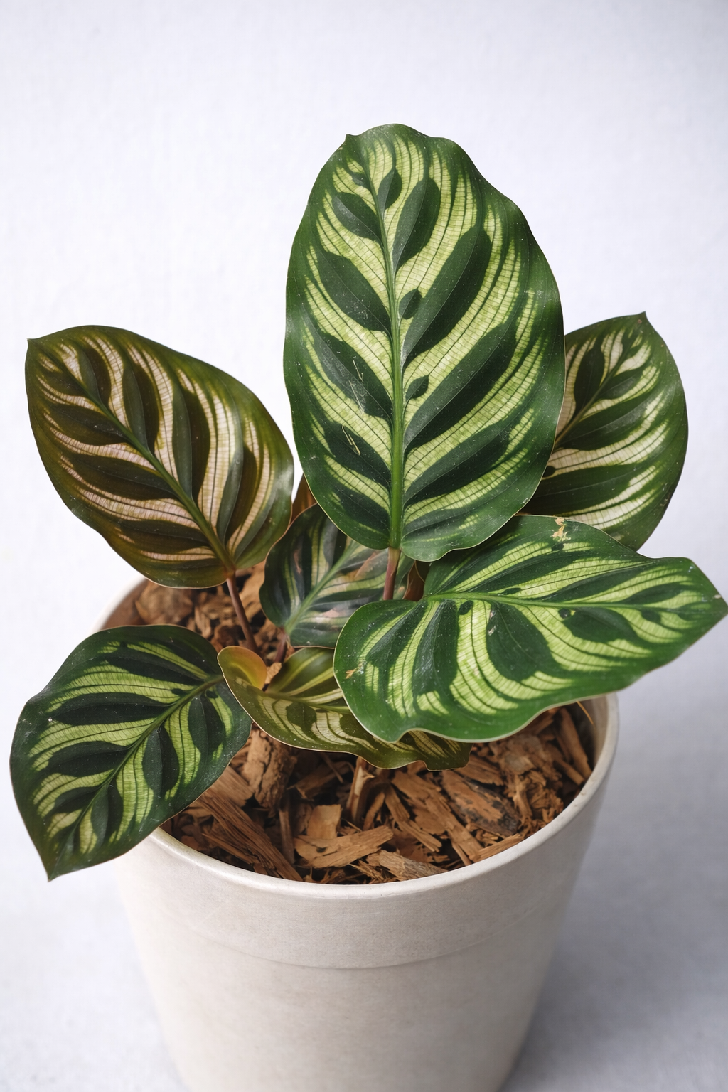Calathea Makoyana - AroidHouse