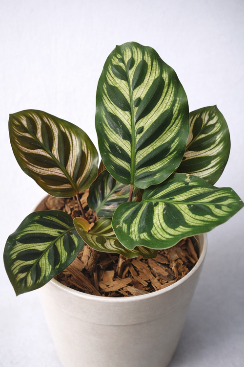 Calathea Makoyana - AroidHouse