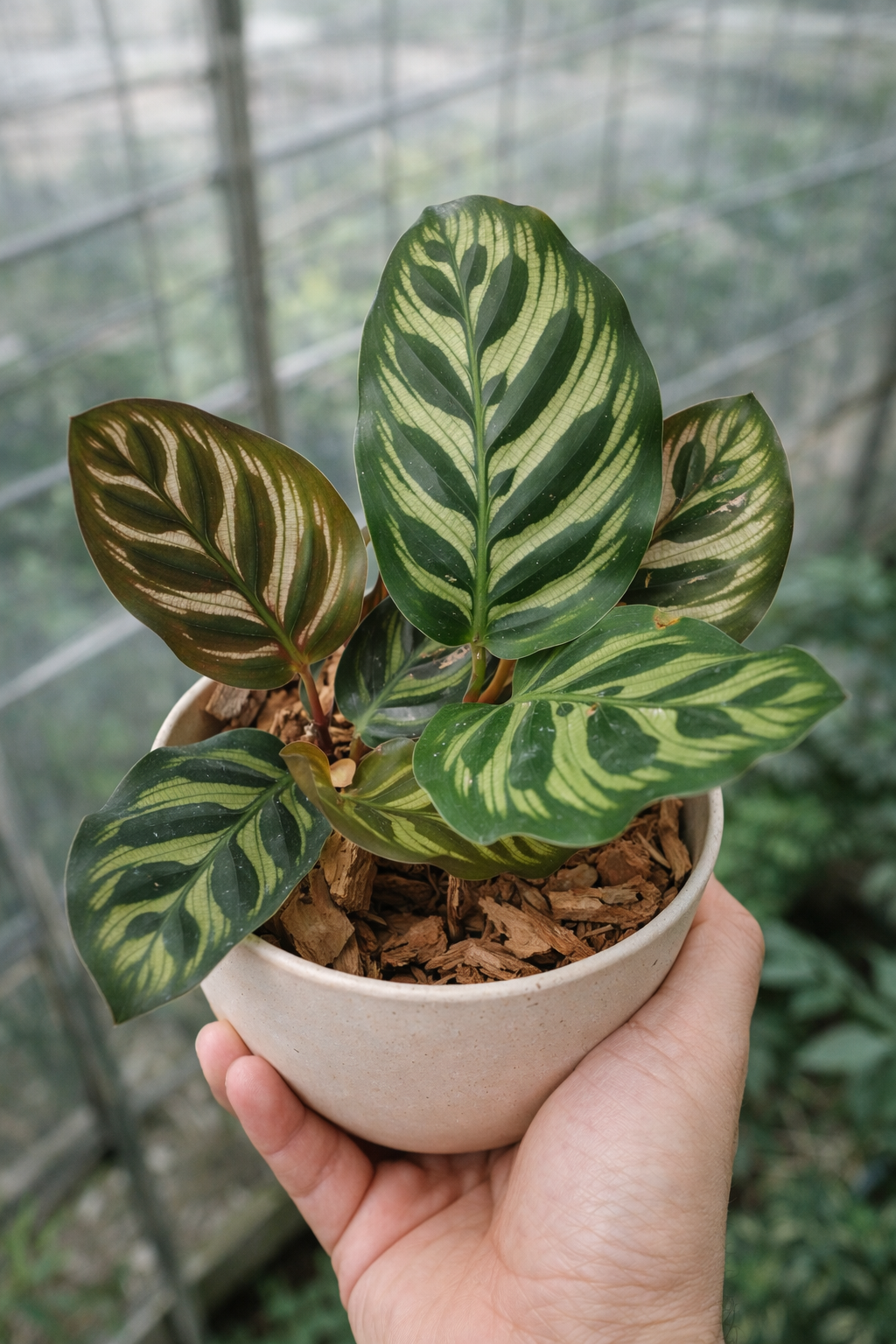 Calathea Makoyana - AroidHouse