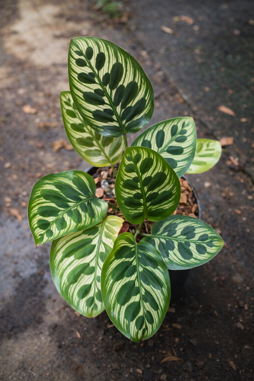 Calathea Makoyana Ancient - AroidHouse