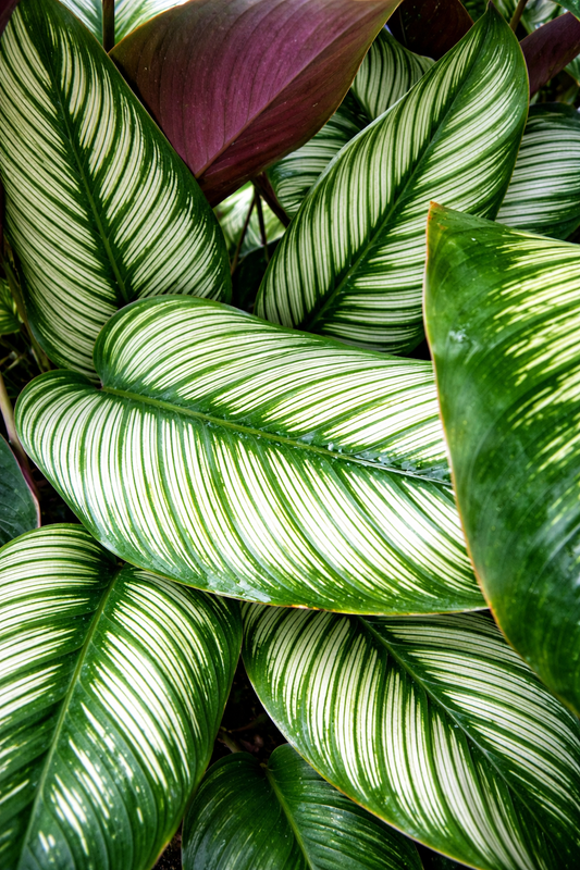 Calathea Majestica - AroidHouse