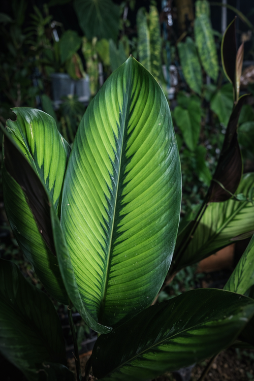 Calathea Majestica Princeps - AroidHouse