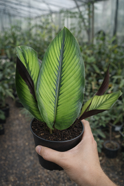 Calathea Majestica Princeps - AroidHouse