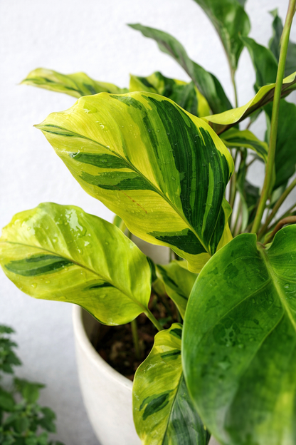 Calathea Louisae Thai Beauty - AroidHouse