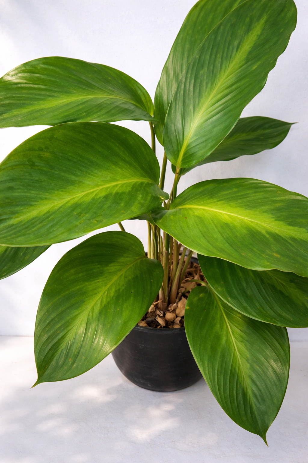Calathea Loeseneri - AroidHouse