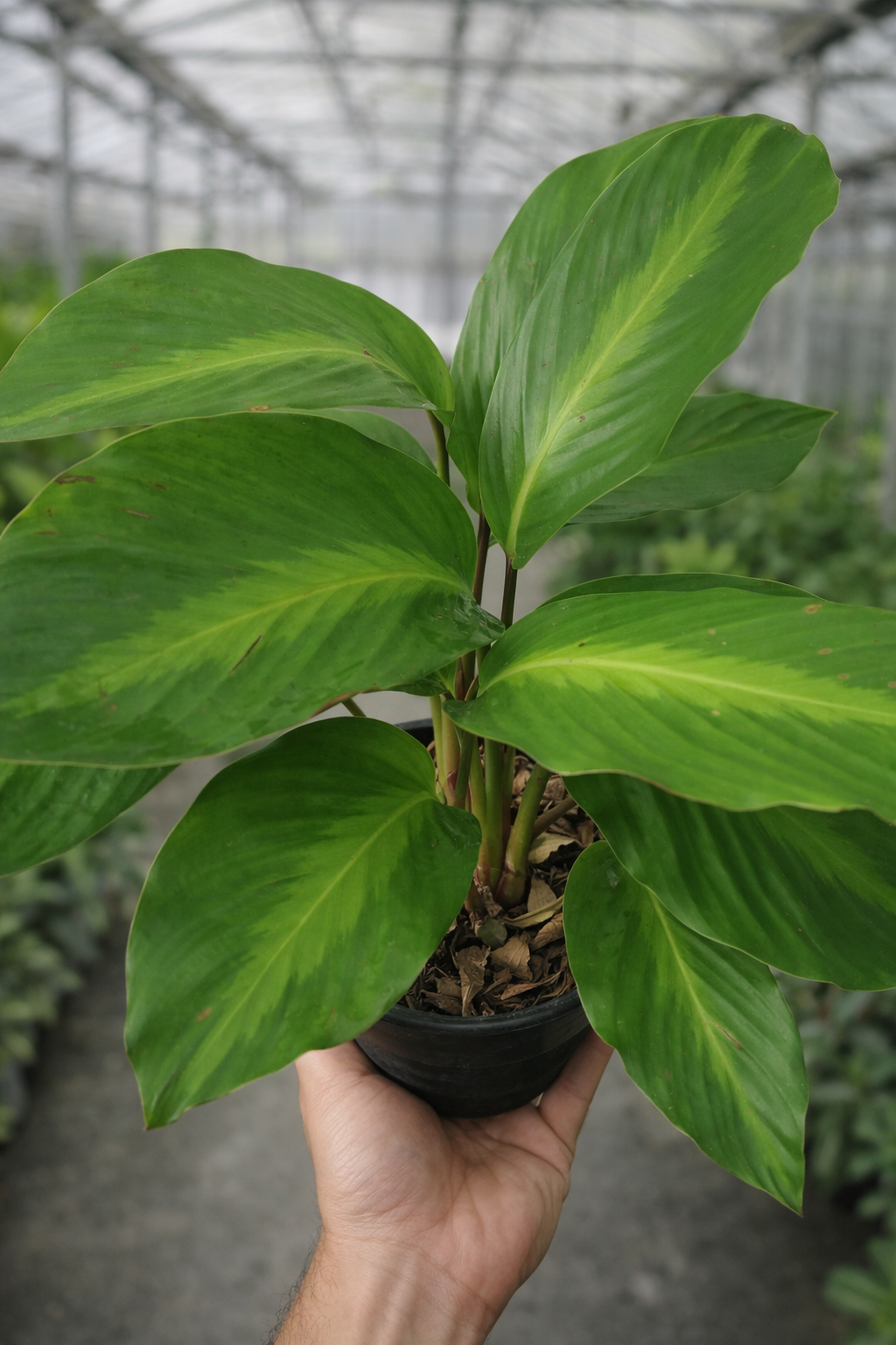 Calathea Loeseneri - AroidHouse