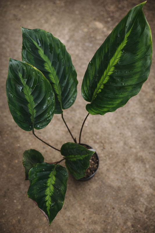 Calathea Lindeniana - AroidHouse