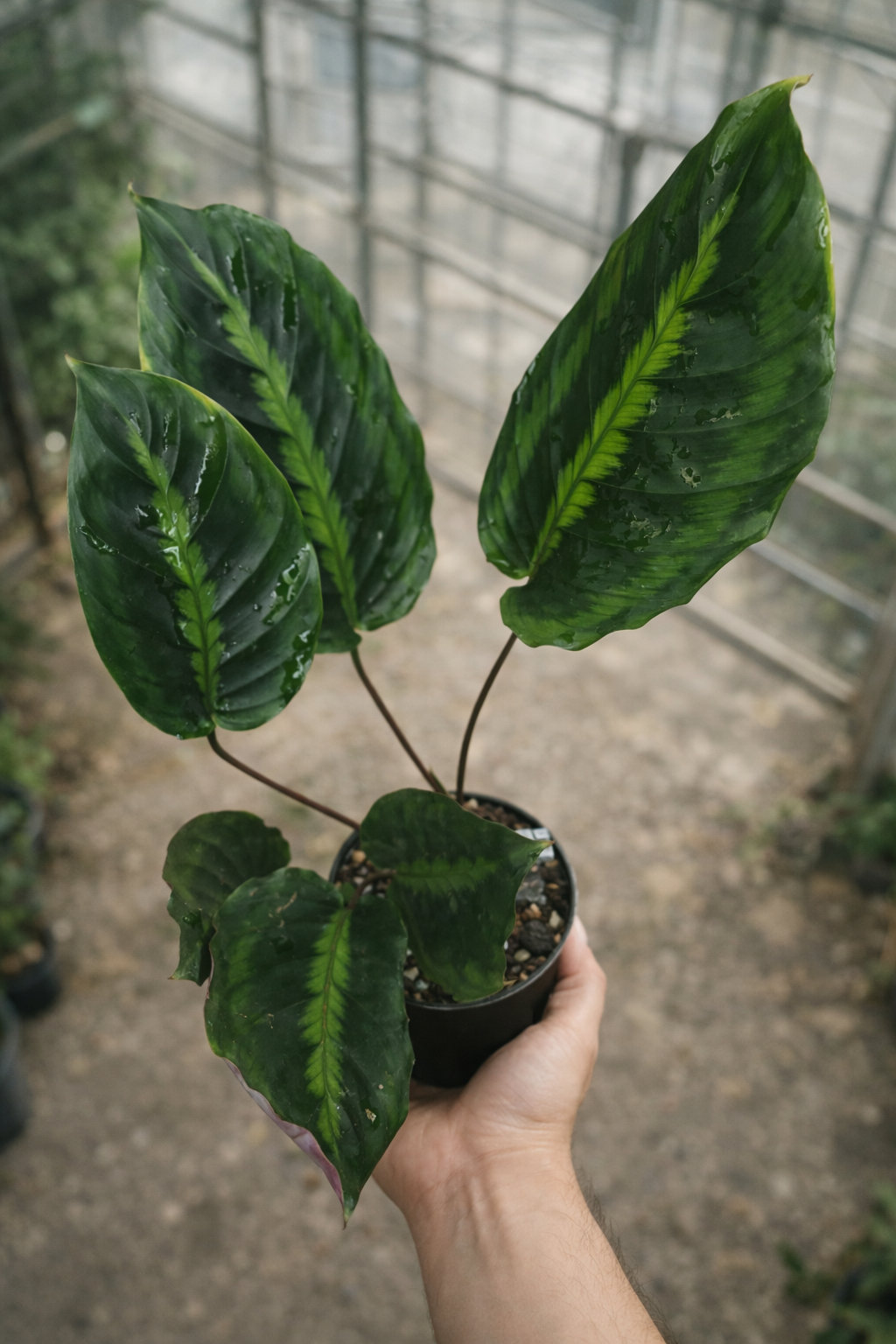 Calathea Lindeniana - AroidHouse