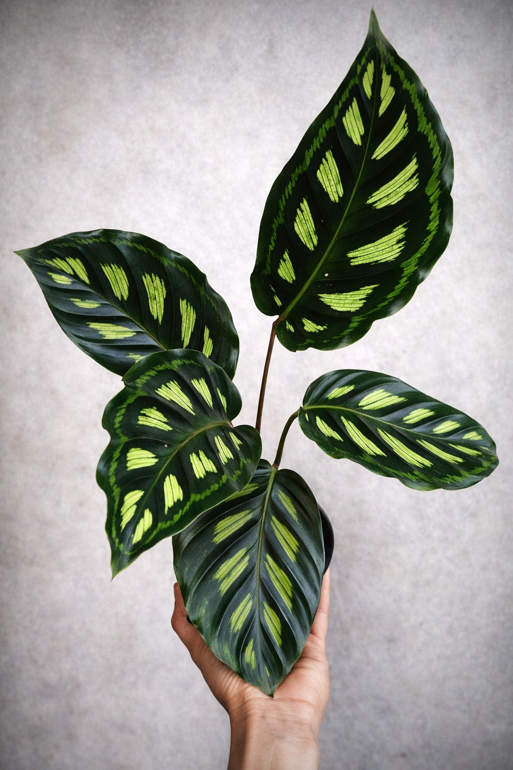 Calathea Libbyana - AroidHouse