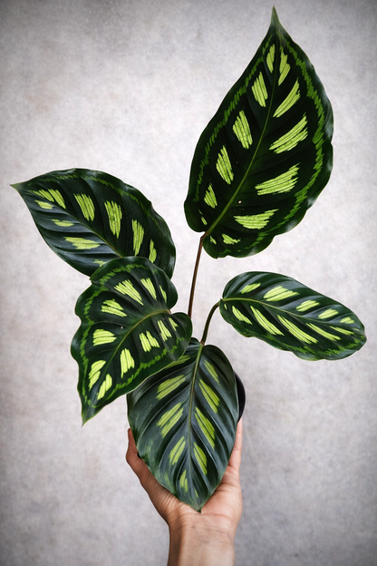 Calathea Libbyana - AroidHouse