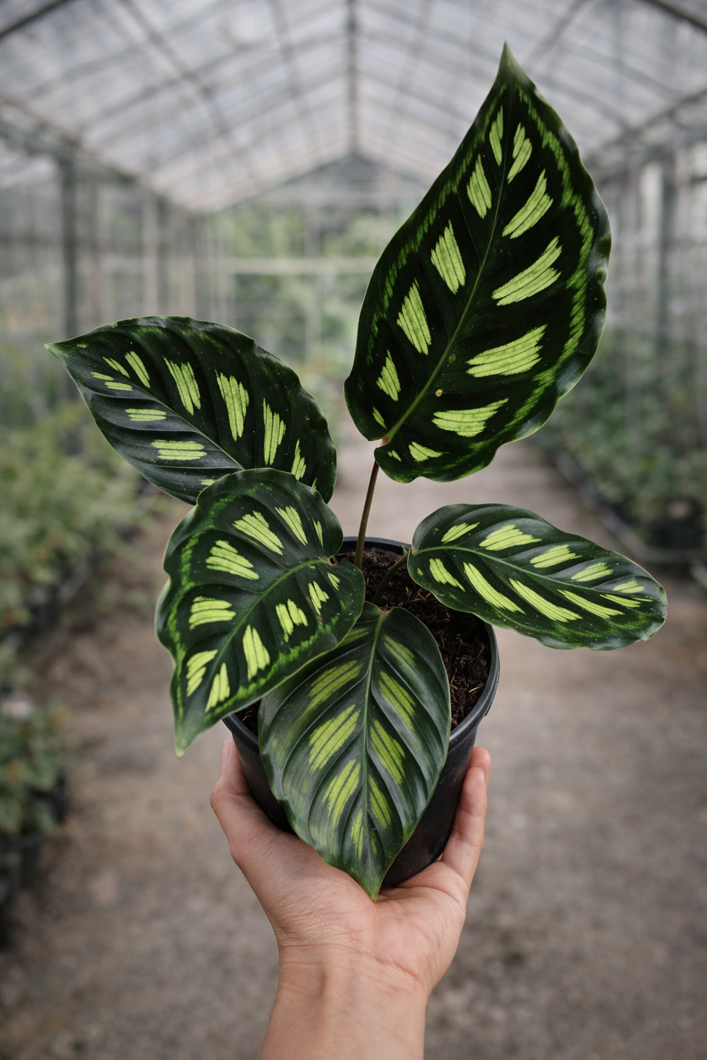 Calathea Libbyana - AroidHouse