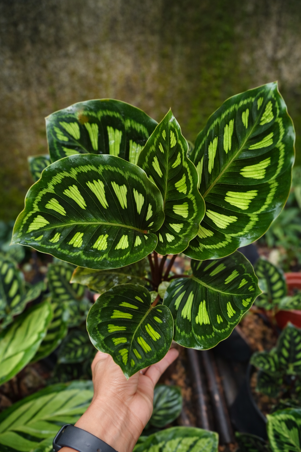 Calathea Libbyana - AroidHouse