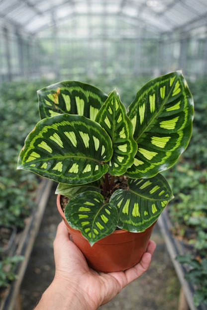 Calathea Libbyana - AroidHouse