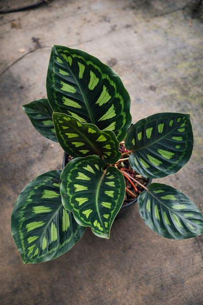 Calathea Libbyana - AroidHouse