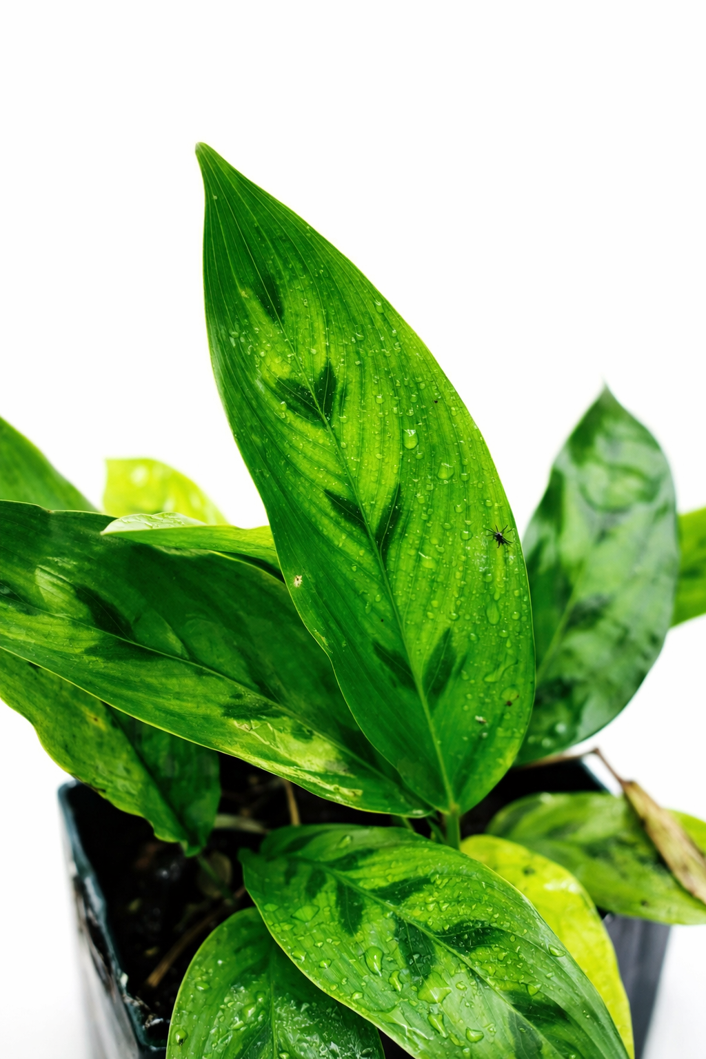 Calathea Leopardina - AroidHouse