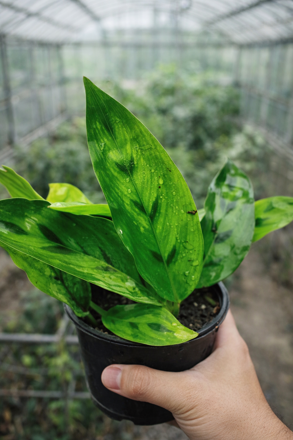 Calathea Leopardina - AroidHouse
