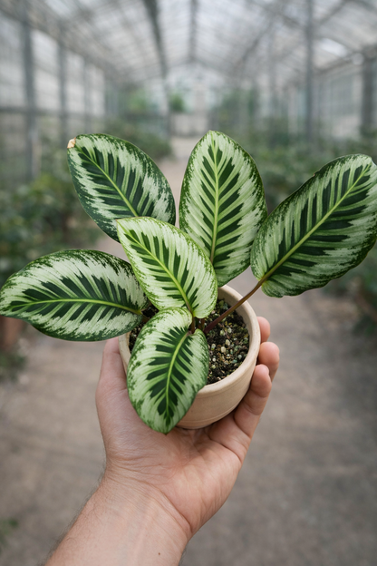 Calathea JT - AroidHouse
