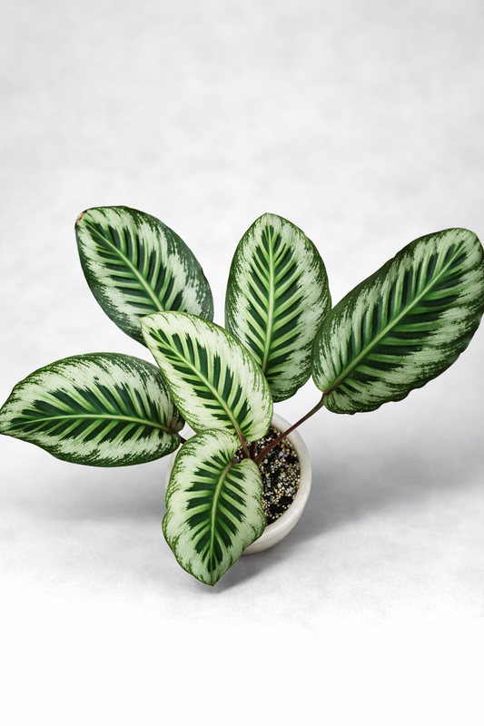 Calathea JT - AroidHouse