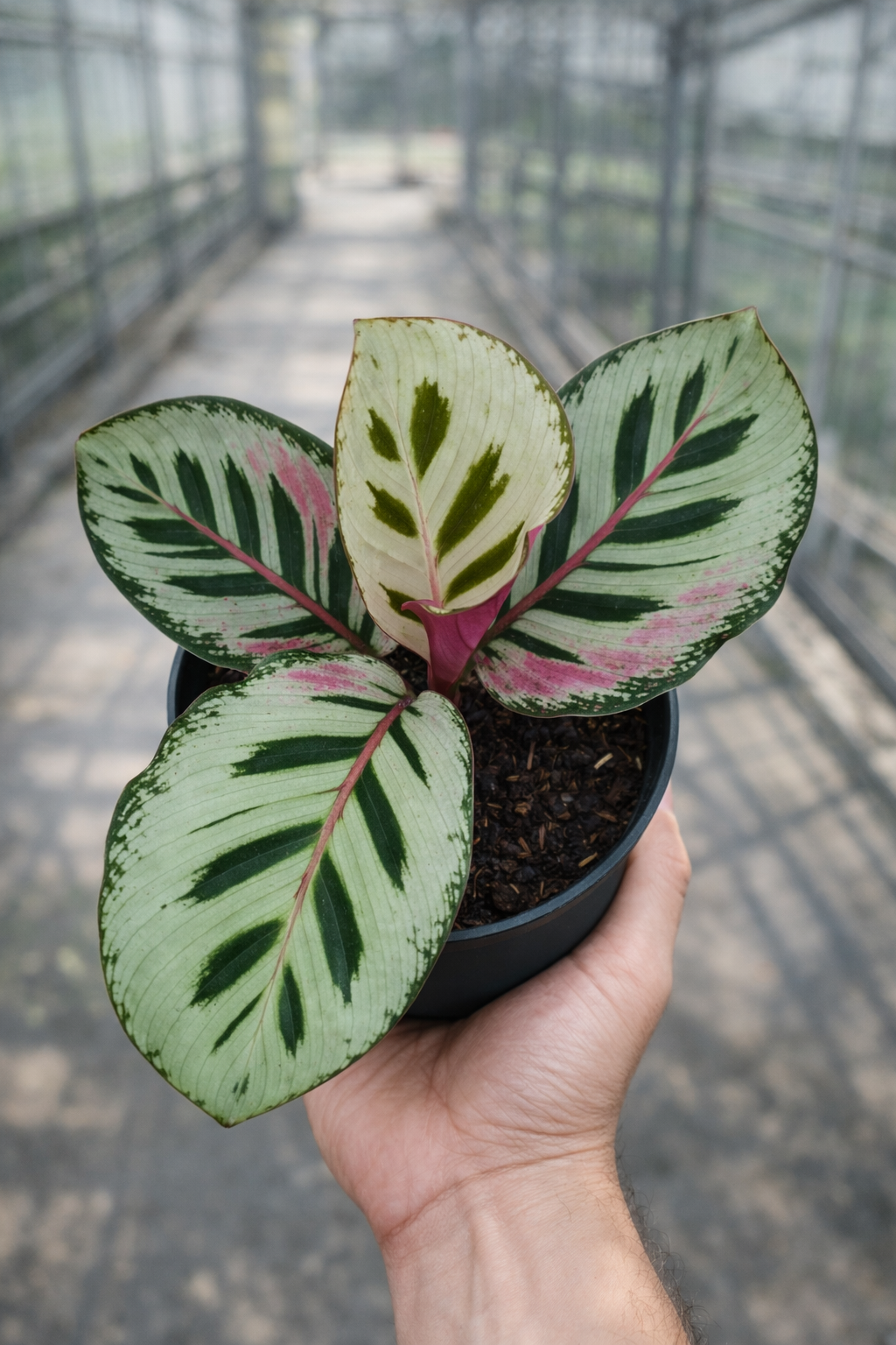 Calathea JT (Small) - AroidHouse