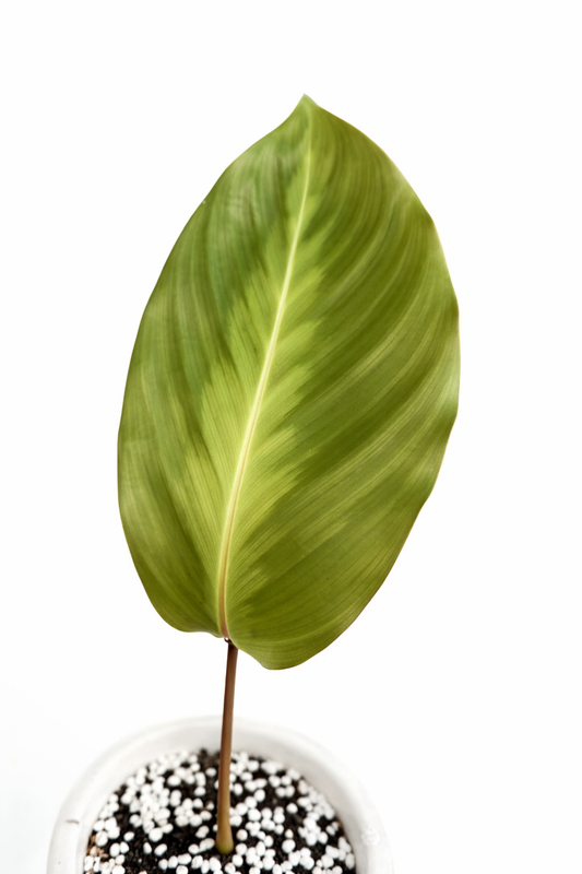 Calathea John Tan - AroidHouse
