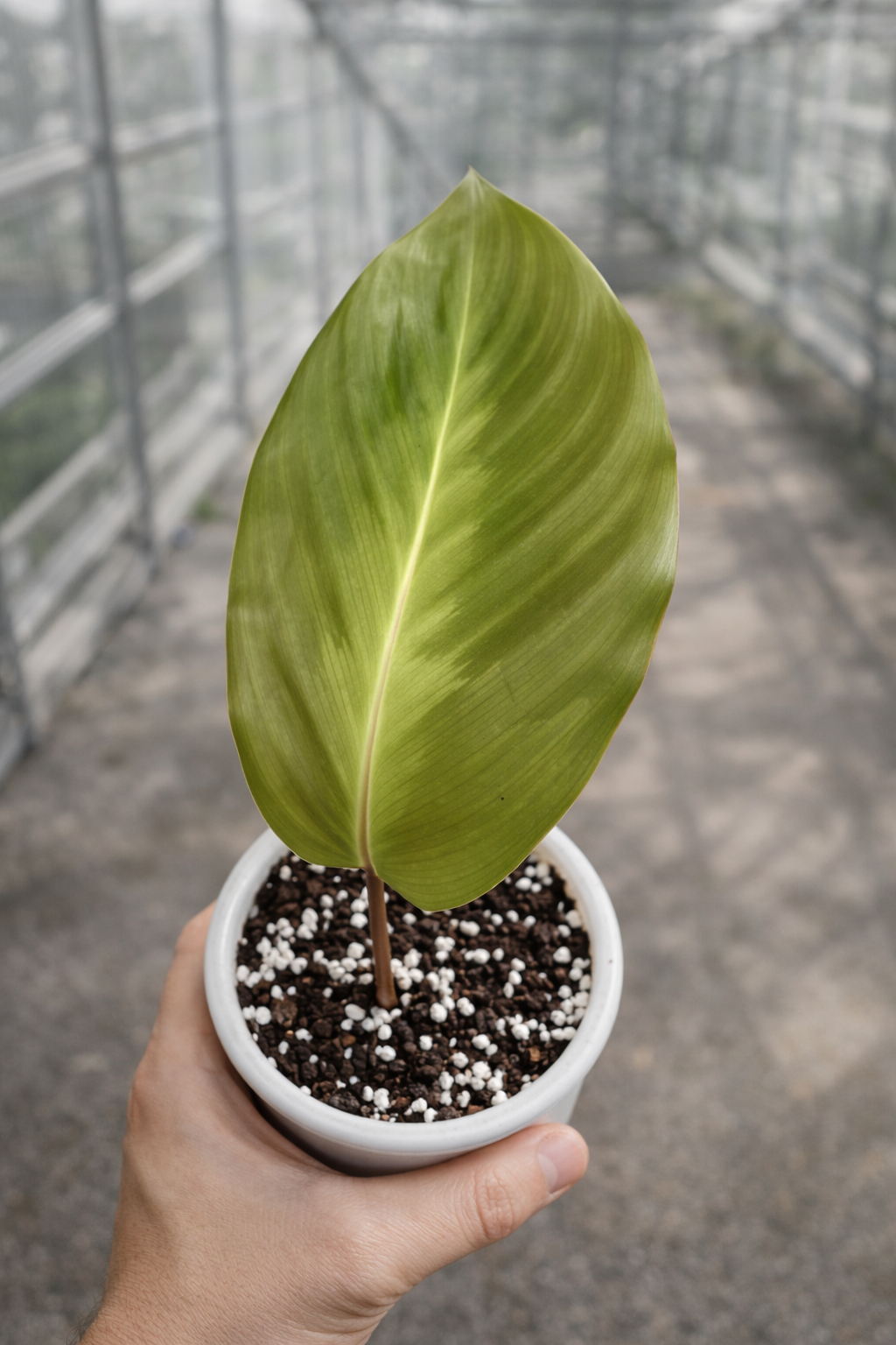 Calathea John Tan - AroidHouse