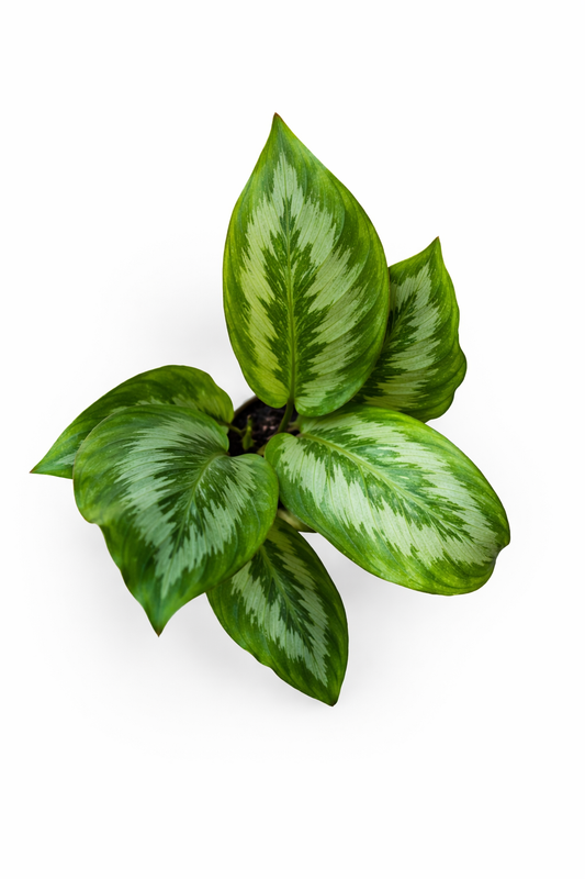 Calathea Hyachinta - AroidHouse