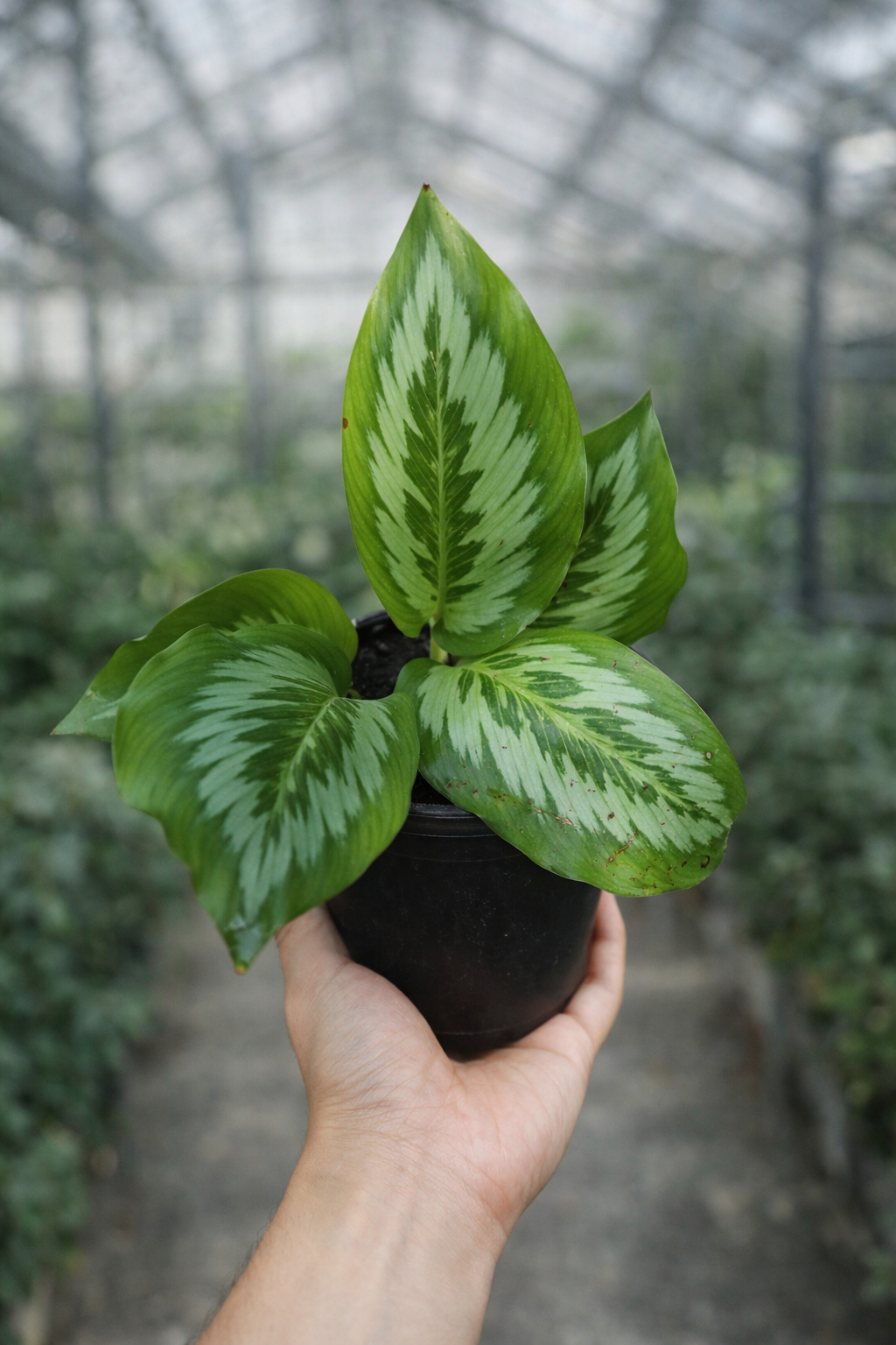 Calathea Hyachinta - AroidHouse