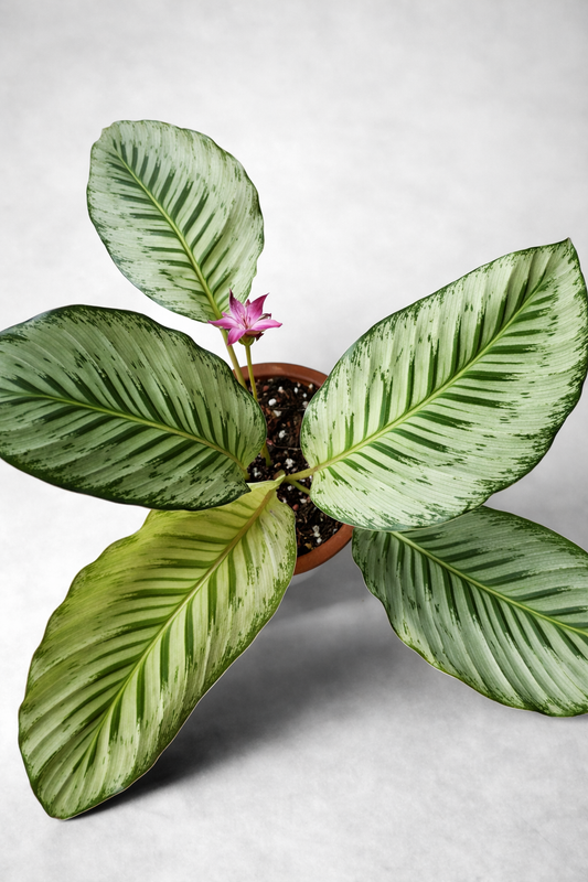 Calathea Hubert - AroidHouse
