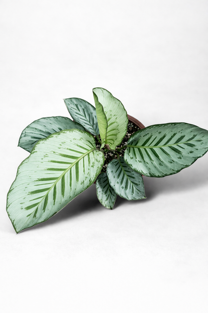 Calathea Hubert - AroidHouse