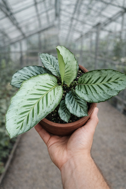 Calathea Hubert - AroidHouse