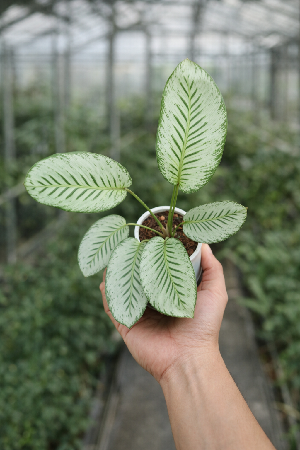 Calathea Hubert - AroidHouse