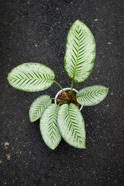 Calathea Hubert - AroidHouse
