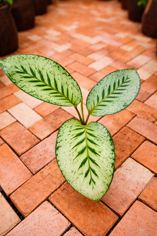 Calathea Hubert (small) - AroidHouse