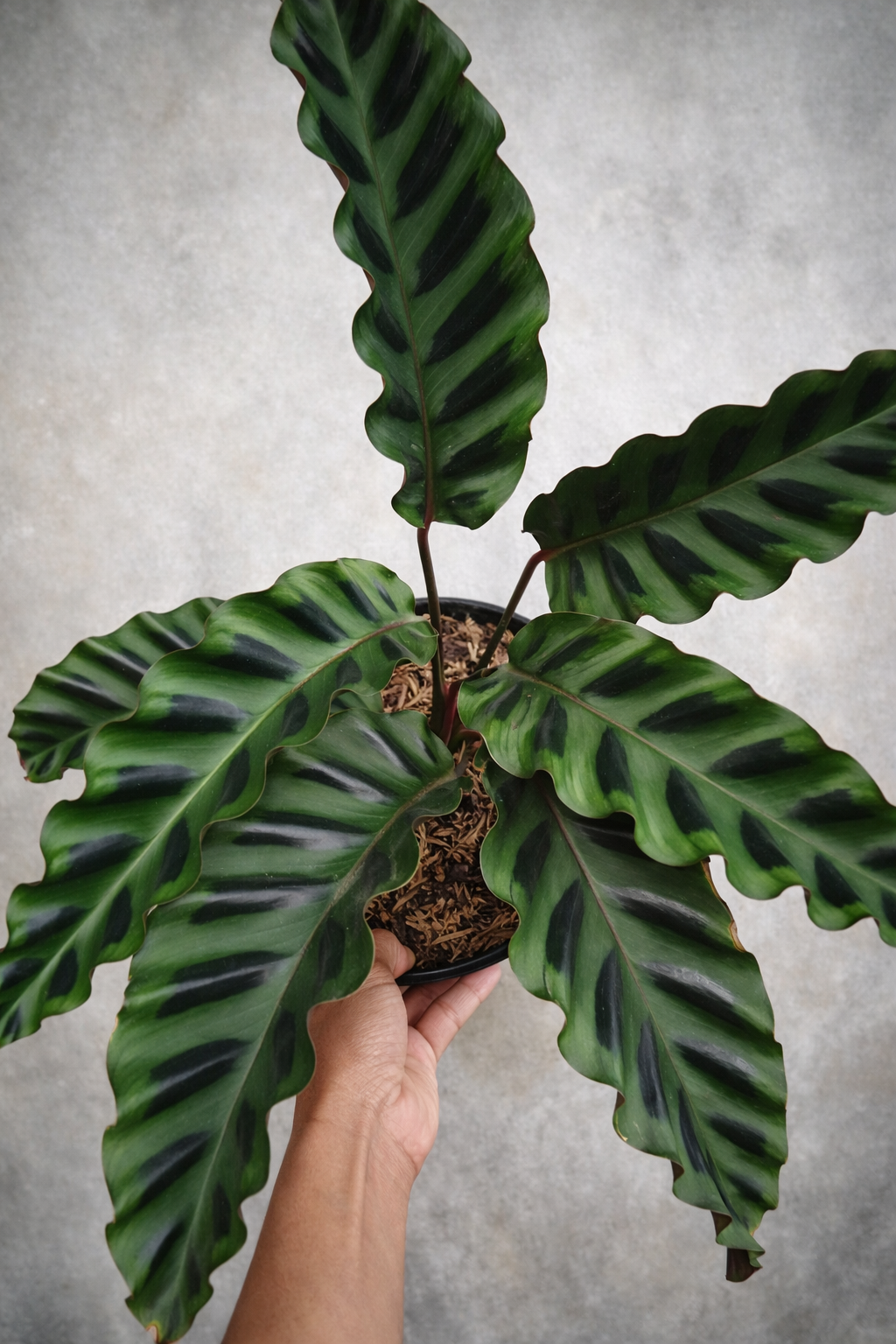Calathea Gandersii - AroidHouse
