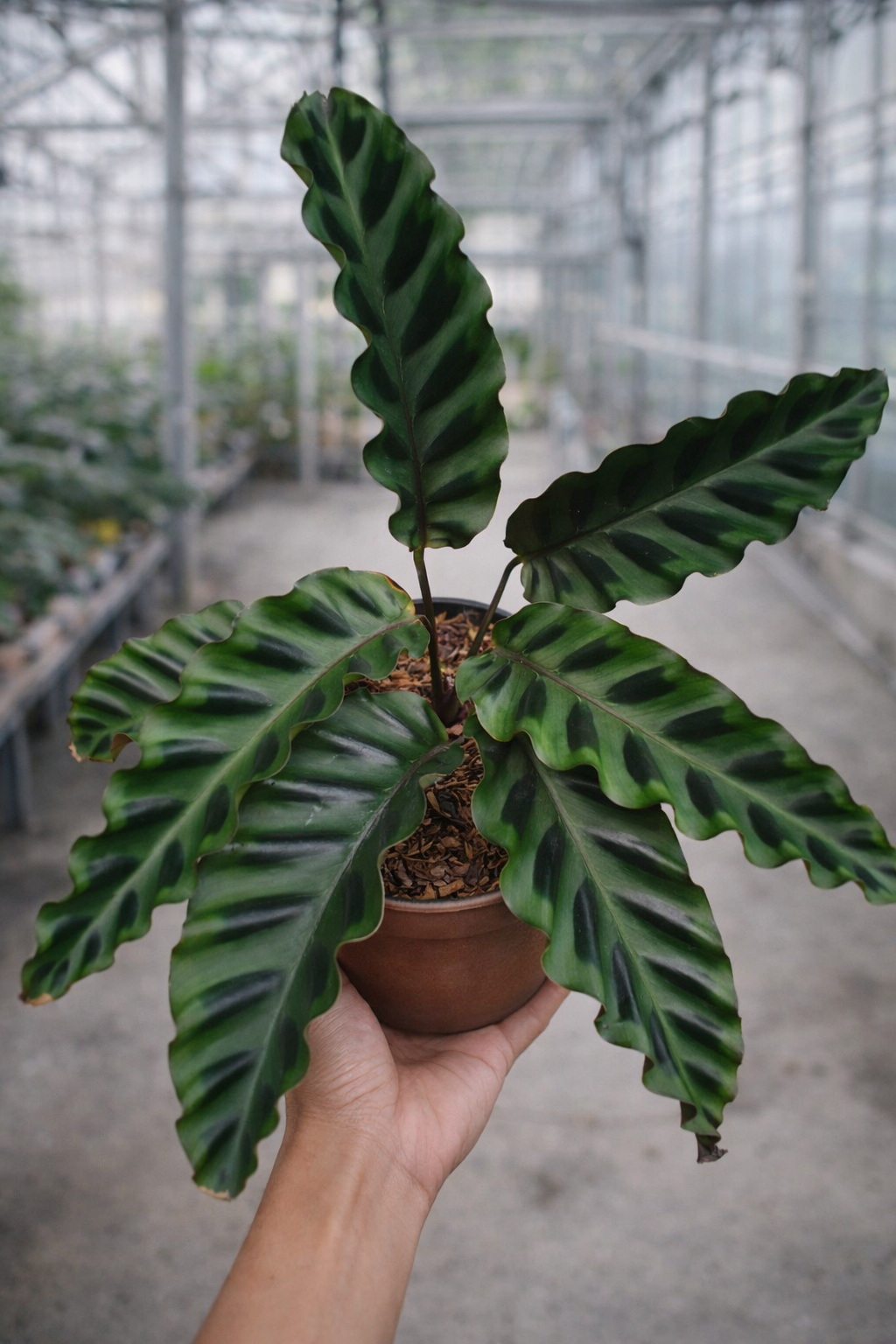 Calathea Gandersii – AroidHouse