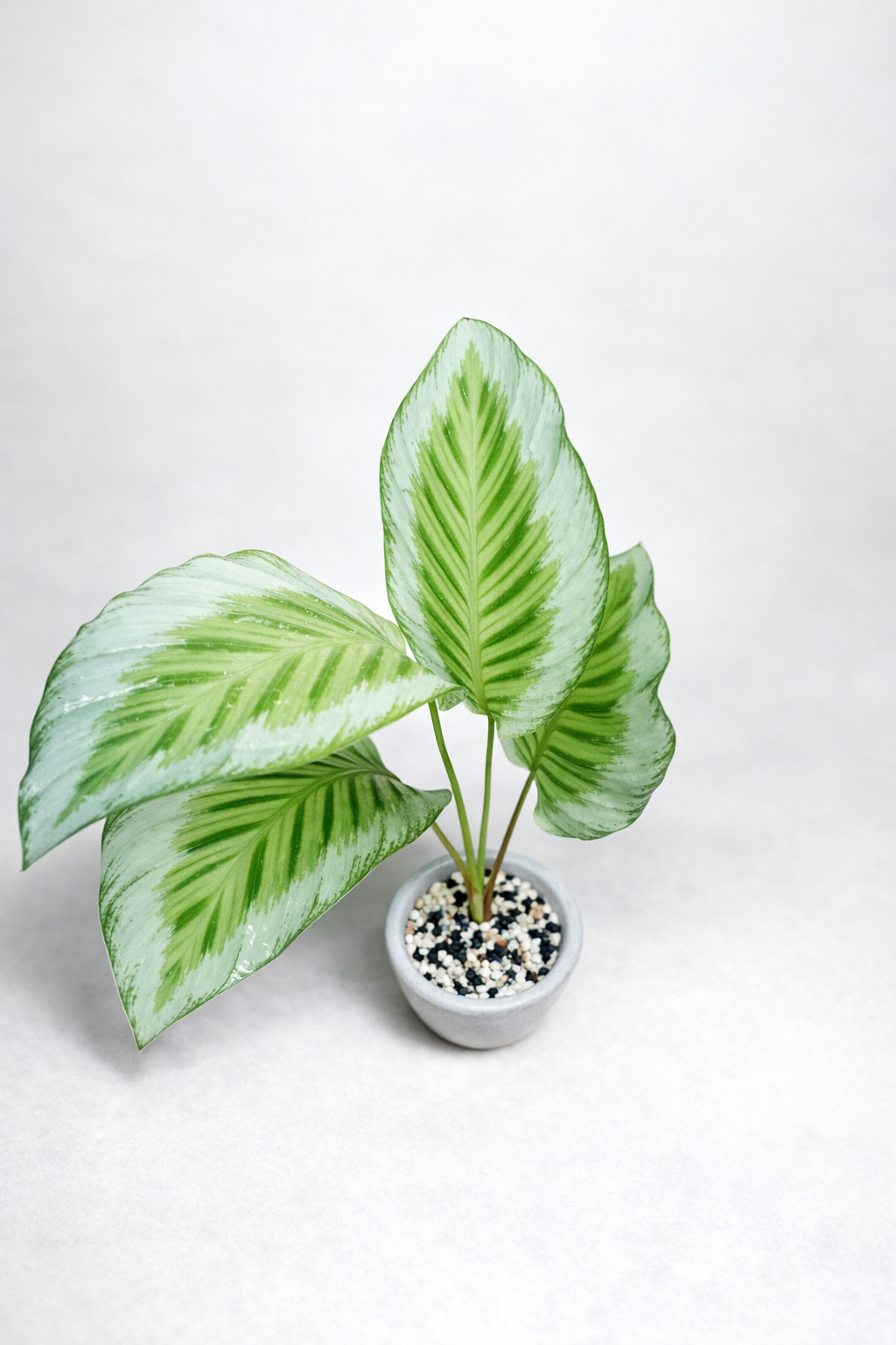 Calathea Gaby - AroidHouse