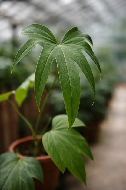 Anthurium Pedatoradiatum - AroidHouse