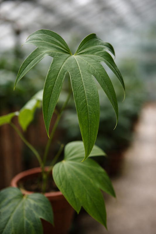 Anthurium Pedatoradiatum - AroidHouse