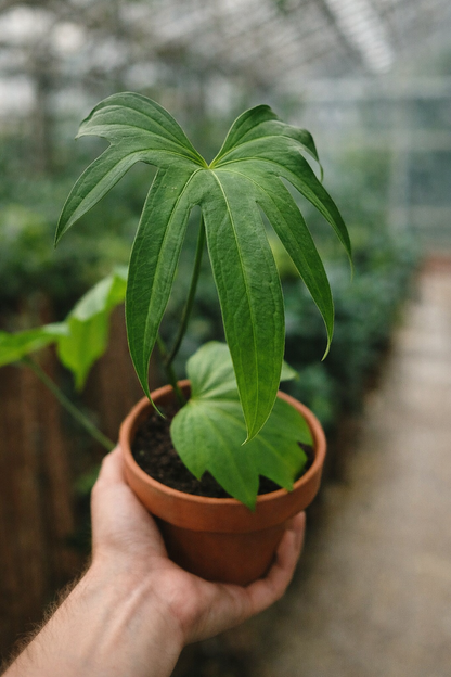 Anthurium Pedatoradiatum - AroidHouse