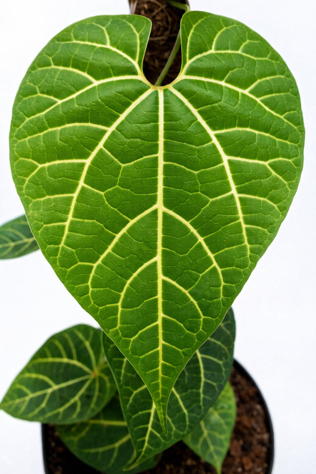 Aristolochia Leuconeura - AroidHouse
