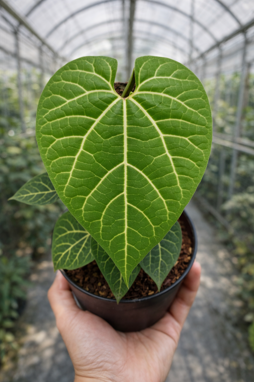Aristolochia Leuconeura - AroidHouse