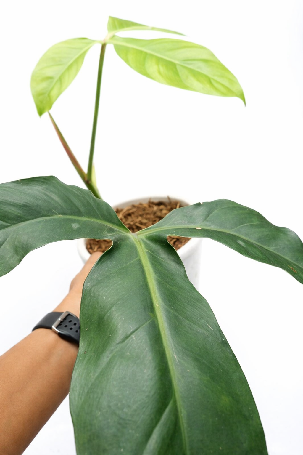 Aristolochia Leuconeura - AroidHouse